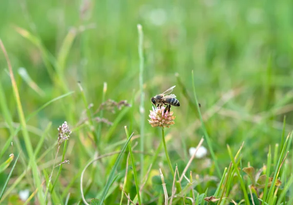 Пчела на клевере — стоковое фото