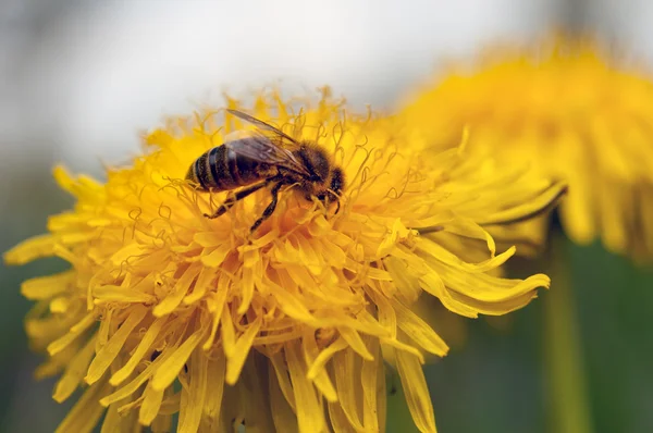 Bee verzamelt nectar — Stockfoto