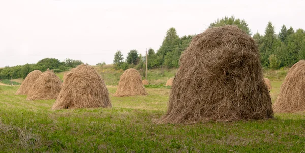 Dry hay — Stock Photo, Image