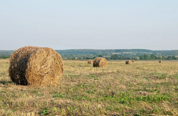 Torrt hö — Stockfoto