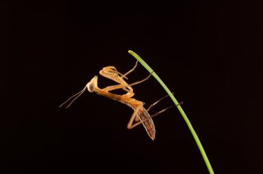 izole peygamber devesi