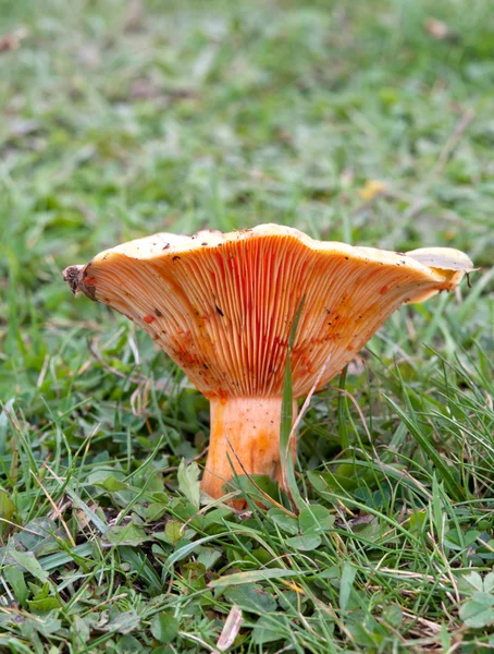 Edible mushrooms — Stock Photo, Image