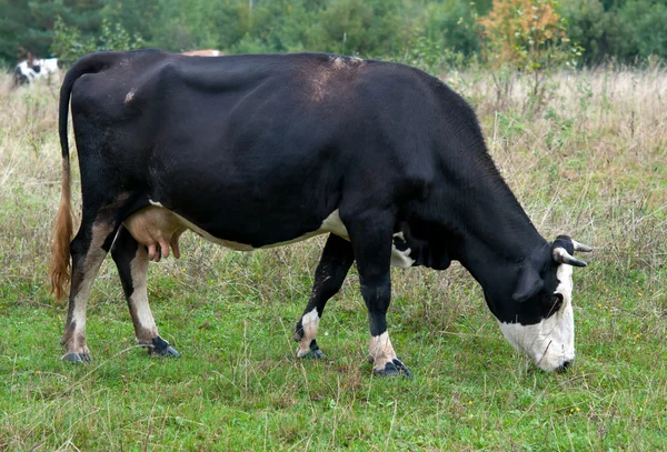 Cow grazing — Stock Photo, Image