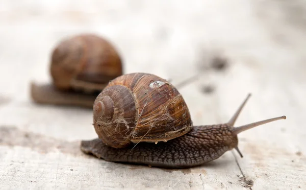 Edible snail — Stock Photo, Image