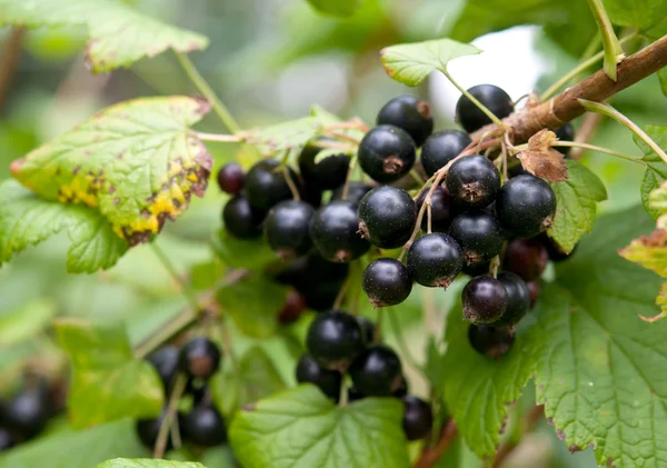 Macro di ribes nero — Foto Stock