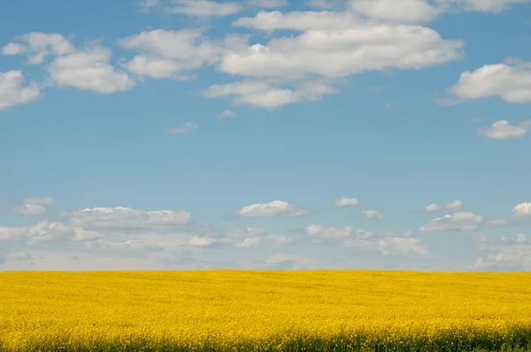 Kolza tohumu alan — Stok fotoğraf