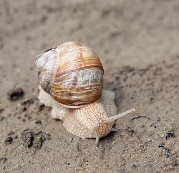 Snail — Stock Photo, Image