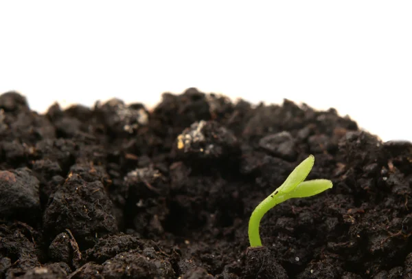 Green plant — Stock Photo, Image