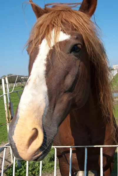 Голова лошади — стоковое фото