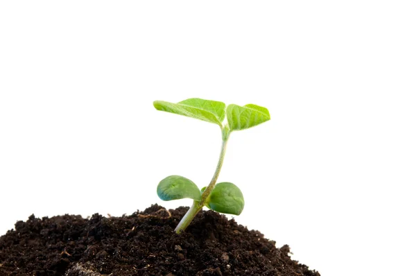 Green soybean — Stock Photo, Image