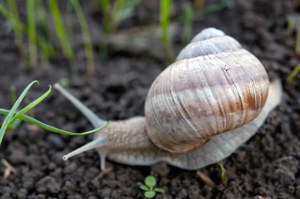 Slak kruipt — Stockfoto