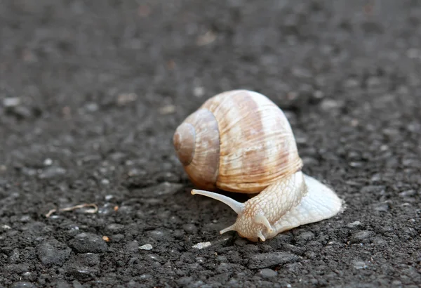 Snail crawling — Stock Photo, Image