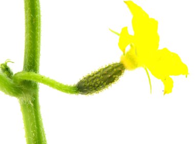 Genç yeşil salatalık