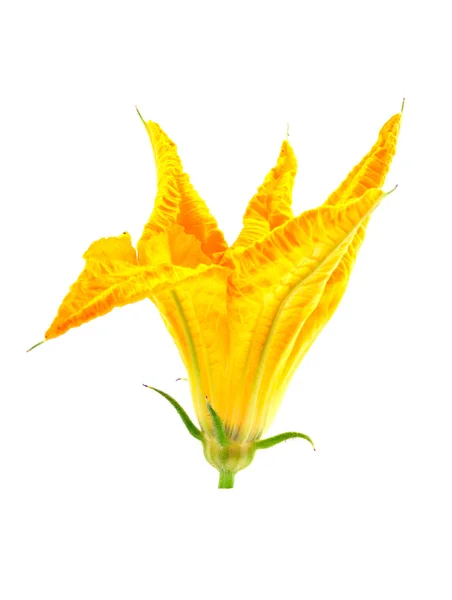 カボチャの花 — ストック写真