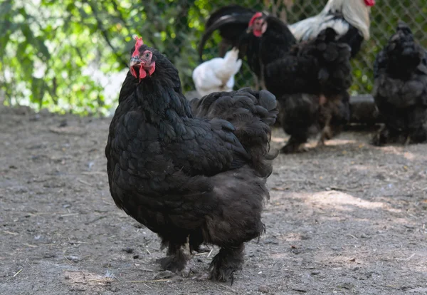 Black hen — Stock Photo, Image