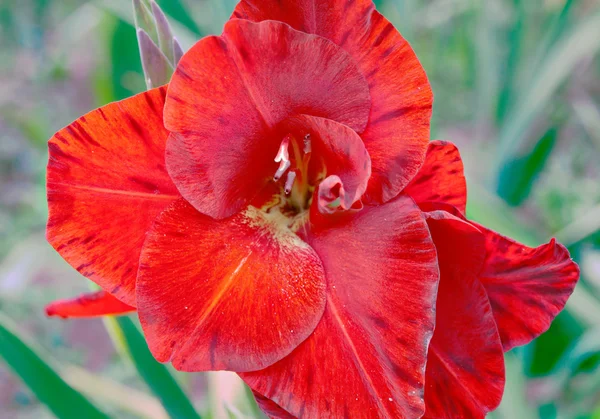 Gladiolus virág — Stock Fotó