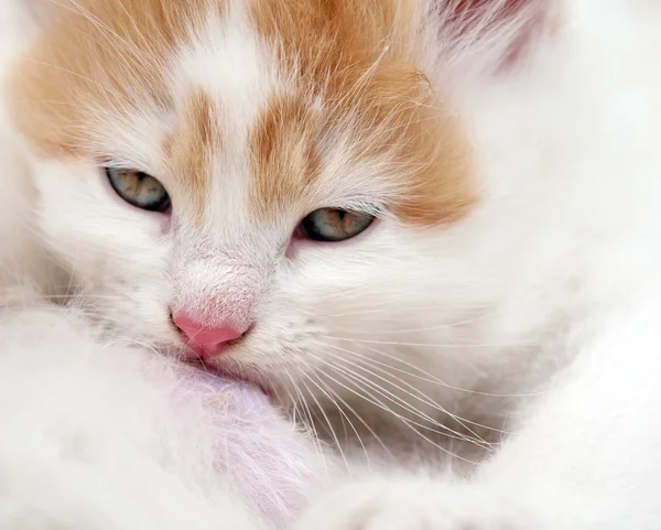 Newborn kitten — Stock Photo, Image