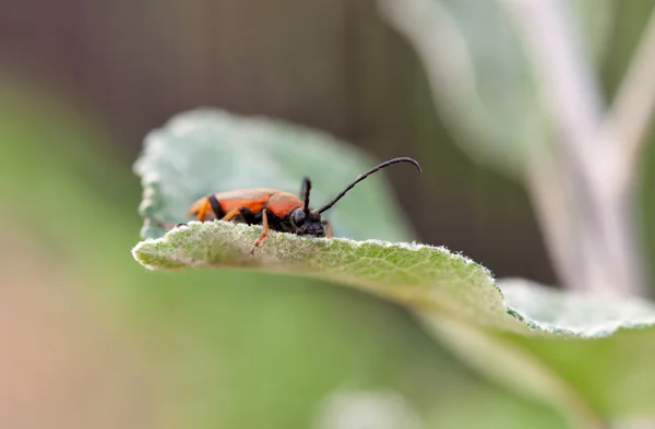 Макро красного жука — стоковое фото