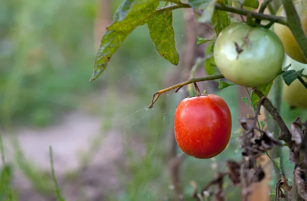 Tomate mûre — Photo