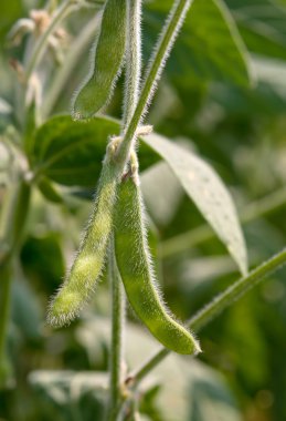 soya fasulyesi bitki