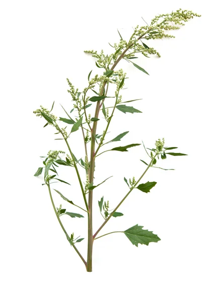 Chenopodium — Zdjęcie stockowe