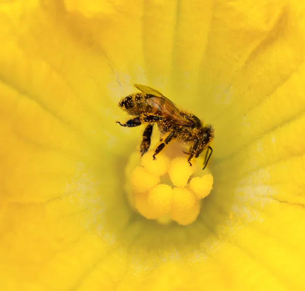 Bee collecting — Stock Photo, Image