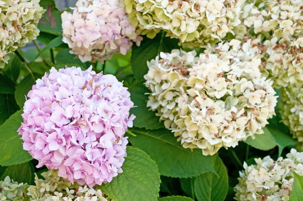 Flores de otoño — Foto de Stock