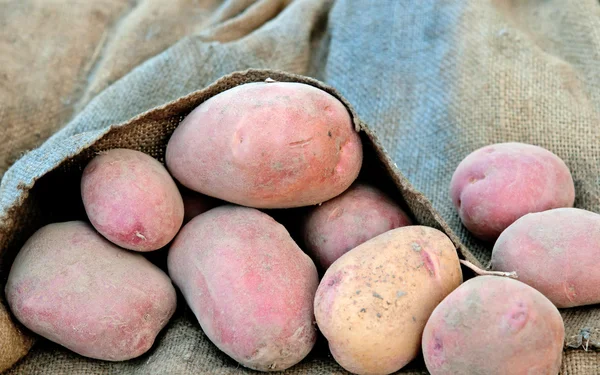 Harvest of potato — Stock Photo, Image