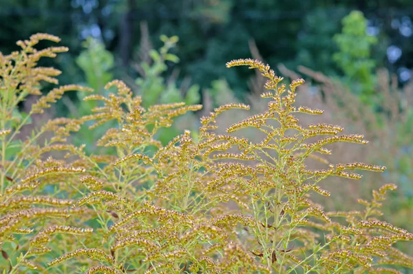 Ragweed — Stockfoto