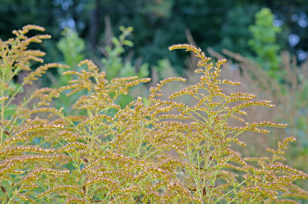 ragweed