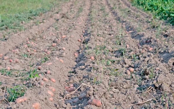 Potato ridges — Stock Photo, Image