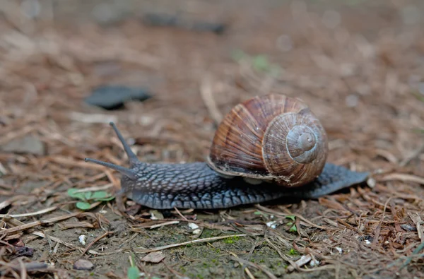 カタツムリがゾッと — ストック写真