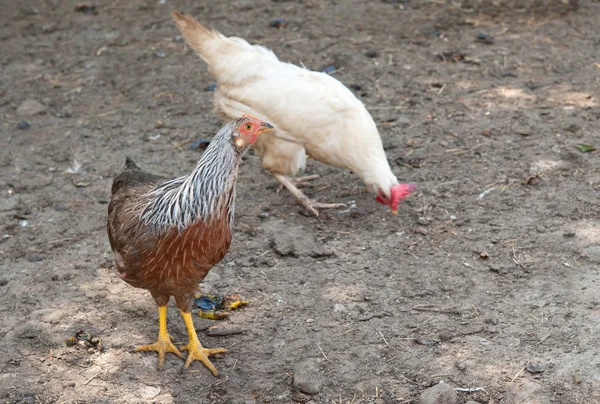 Two hens — Stock Photo, Image