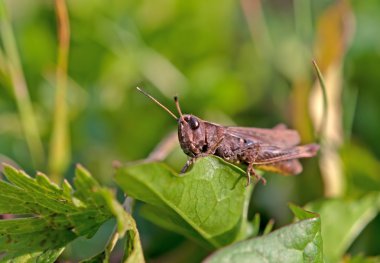 Çekirge yaprağı üzerinde