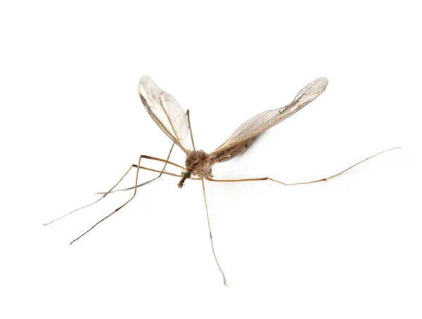 Анофелевы комары — стоковое фото