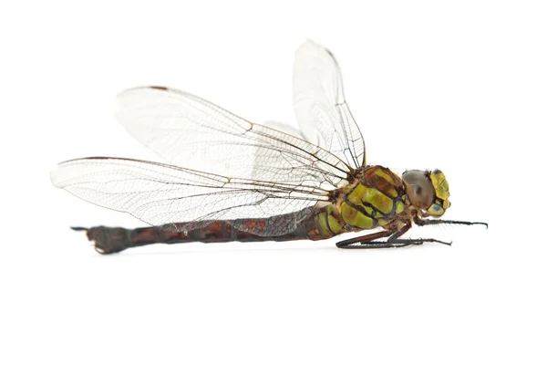 Dode dragonfly — Stockfoto