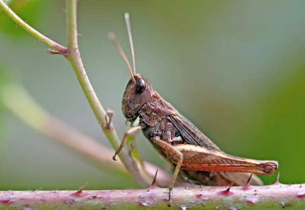 Grasshopper en planta — Foto de Stock