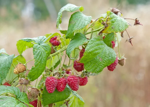 Rijpe frambozen — Stockfoto