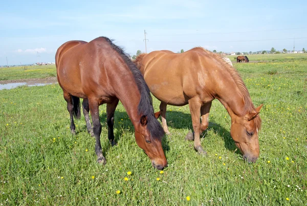 Två bruna hästar — Stockfoto