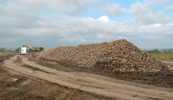 Harvesting sugar beets — Stock Photo, Image