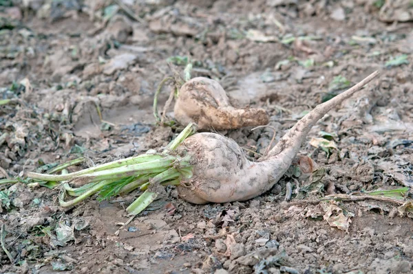 Şeker pancarı hasadı