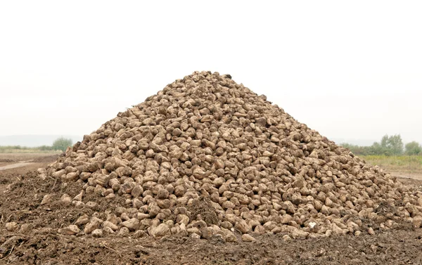 Şeker pancarı kazık