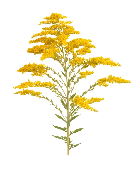 Solidago pręt złoty — Zdjęcie stockowe