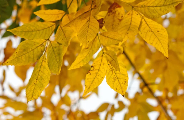 Yellow leaves — Stock Photo, Image