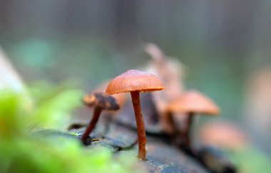 Ormandaki yeşil yosunlarla kaplı bir ağacın kabuğunda büyüyen mantarların yakın çekimi.