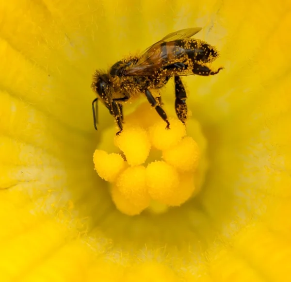 Recogida de abejas —  Fotos de Stock