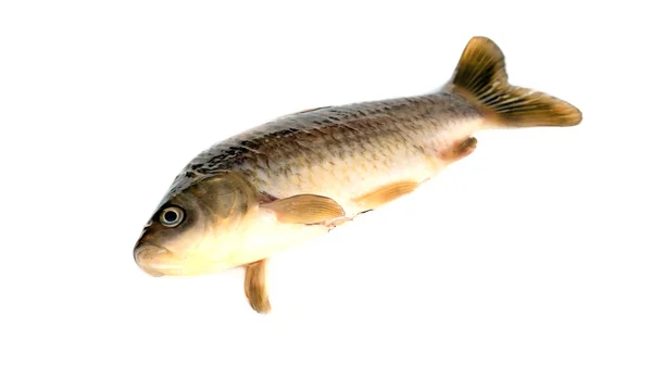 Pesce crociano — Foto Stock