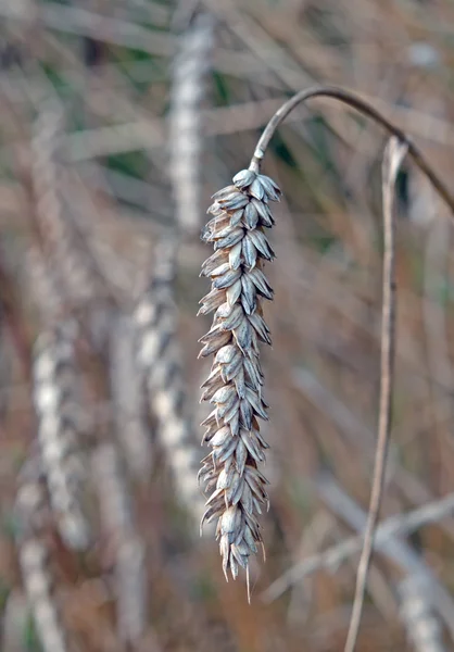 Oreilles sèches — Photo