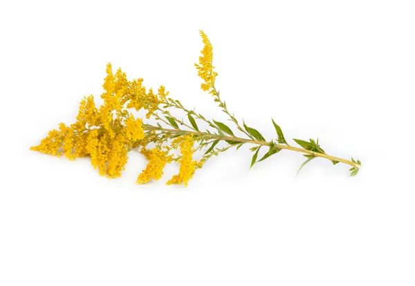 Altın çubuk Solidago