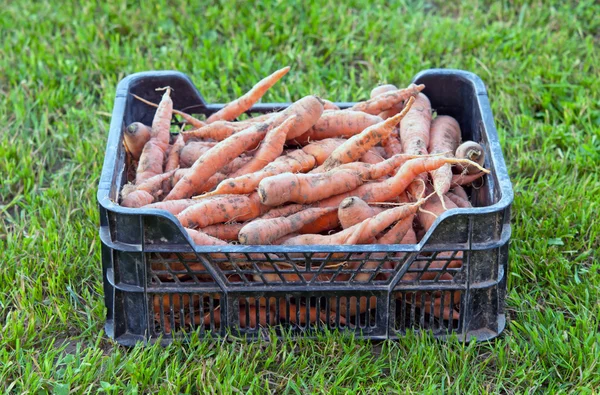 Harvested carrots — Stock Photo, Image